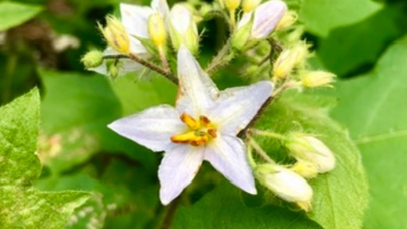 Top 10 Herbs for Money & Prosperity
